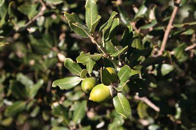 Quercus ilex
